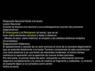 Respuesta Neuronal frente a la lesión
Lesión Neuronal
Cuando se lesiona una neurona o sus prolongaciones ocurren dos procesos
degenerativos:
El Anterógrado y el Retrógrado (al soma), que se ac
tivan sobre elementos cercanos y tejido a distancia
. Afectan al axón, vaina mielínica, la sinapsis y las célulasa distancia sináptica
(Cromatólisis)
Degeneración Walleriana
El aplastamiento o sección de un axón provoca el inicio de un proceso degenerativo
que se extiende distalmente a la lesión Tambien compromete al cabo proximal por
una corta distancia si es una lesión de intensidad moderada; al mismo tiempo
comienza la reparación con la aparición de nuevos brotes axonales.
Por otra parte, la porción distal del axón, incluyendo su arborización terminal,
degenera completamente y la vaina de mielina se fragmenta y reabsorbe. Lo anterior
es bastante lógico si se considera como centro
trófico al soma.
 