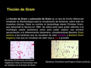 Tinción de Gram
La tinción de Gram o coloración de Gram es un tipo de tinción diferencial
empleado en Bacteriología para la visualización de bacterias, sobre todo en
muestras clínicas. Debe su nombre al bacteriólogo danés Christian Gram,
que desarrolló la técnica en 1884. Se utiliza tanto para poder referirse a la
morfología celular bacteriana como para poder realizar una primera
aproximación a la diferenciación bacteriana, considerándose Bacteria Gram
positiva a las bacterias que se visualizan de color morado, y Bacteria Gram
negativa a las que se visualizan de color rosa o rojo o grosella
Bacterias Escherichia coli (Gram
negativas) vistas al microscopio tras
ser teñidas con la tinción de Gram.
Bacterias Clostridium perfringens (Gram positivas).
 