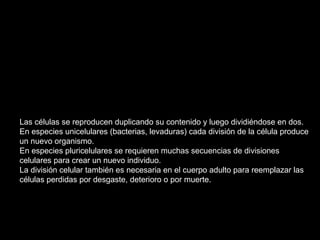 Las células se reproducen duplicando su contenido y luego dividiéndose en dos.
En especies unicelulares (bacterias, levaduras) cada división de la célula produce
un nuevo organismo.
En especies pluricelulares se requieren muchas secuencias de divisiones
celulares para crear un nuevo individuo.
La división celular también es necesaria en el cuerpo adulto para reemplazar las
células perdidas por desgaste, deterioro o por muerte.
 
