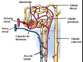 Nefrón
 
