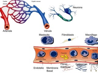 Arteriola Vénula
Capilar Capilar venoso
Arterial
Mastocito Fibroblasto Macrófago
Endotelio Membrana
Basal
Fibras Colágenas Proteogl
Elásticas
Neurona
 