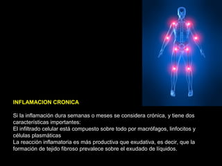 INFLAMACION CRONICA
Si la inflamación dura semanas o meses se considera crónica, y tiene dos
características importantes:
El infiltrado celular está compuesto sobre todo por macrófagos, linfocitos y
células plasmáticas
La reacción inflamatoria es más productiva que exudativa, es decir, que la
formación de tejido fibroso prevalece sobre el exudado de líquidos.
 