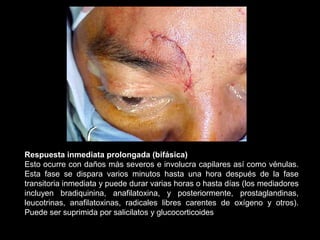 Respuesta inmediata prolongada (bifásica)
Esto ocurre con daños más severos e involucra capilares así como vénulas.
Esta fase se dispara varios minutos hasta una hora después de la fase
transitoria inmediata y puede durar varias horas o hasta días (los mediadores
incluyen bradiquinina, anafilatoxina, y posteriormente, prostaglandinas,
leucotrinas, anafilatoxinas, radicales libres carentes de oxígeno y otros).
Puede ser suprimida por salicilatos y glucocorticoides
 