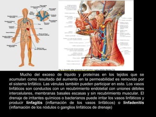 Mucho del exceso de líquido y proteínas en los tejidos que se
acumulan como resultado del aumento en la permeabilidad es removido por
el sistema linfático. Las vénulas también pueden participar en esto. Los vasos
linfáticos son conductos con un recubrimiento endotelial con uniones débiles
intercelulares, membranas basales escasas y sin recubrimiento muscular. El
drenaje de irritantes químicos o bacterianos puede irritar los vasos linfáticos y
producir linfagitis (inflamación de los vasos linfáticos) o linfadenitis
(inflamación de los nódulos o ganglios linfáticos de drenaje)
 
