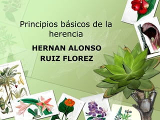 Principios básicos de la herencia HERNAN ALONSO RUIZ FLOREZ 