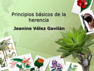 Principios básicos de la
herencia
Jeanine Vélez Gavilán
 