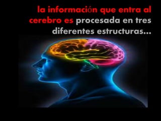 la información que entra al
cerebro es procesada en tres
diferentes estructuras…
 