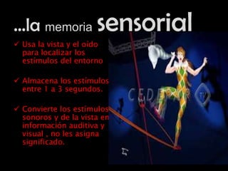 …la memoria sensorial
 Usa la vista y el oído
para localizar los
estímulos del entorno
 Almacena los estímulos
entre 1 a 3 segundos.
 Convierte los estímulos
sonoros y de la vista en
información auditiva y
visual , no les asigna
significado.
 