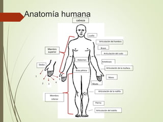 Anatomía humana
4
3
5
2
1
cuello
Abdomen
Brazo
Antebrazo
Mano
Articulación del hombro
Muslo
Articulación de la rodilla
Pierna
Miembro
inferior
Articulación de la muñeca
Articulación del tobillo
Articulación del codo
Área pélvica
Dedos
Miembro
superior
cabeza
 