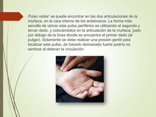 Pulso radial: se puede encontrar en las dos articulaciones de la
muñeca, en la cara interna de los antebrazos. La forma más
sencilla de ubicar este pulso periférico es utilizando el segundo y
tercer dedo, y colocándolos en la articulación de la muñeca, justo
por debajo de la línea donde se encuentra el primer dedo (el
pulgar). Solamente se debe realizar una presión gentil para
localizar este pulso, de hacerlo demasiado fuerte podría no
sentirse al detener la circulación
 