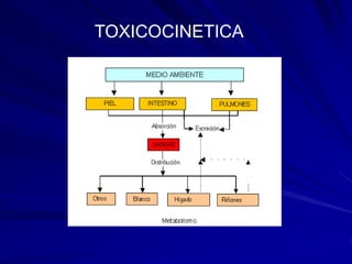 TOXICOCINETICA
 