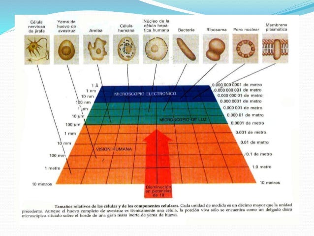 Principios unificadores de la biología