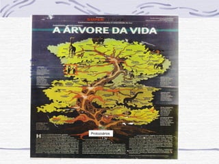 Protozoários
 