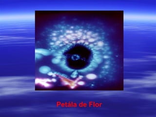 Petála de Flor
 