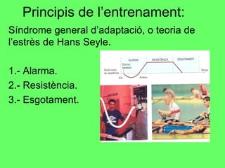 Principis de l’entrenament: Síndrome general d’adaptació, o teoria de l’estrès de Hans Seyle. 1.- Alarma. 2.- Resistència. 3.- Esgotament. 