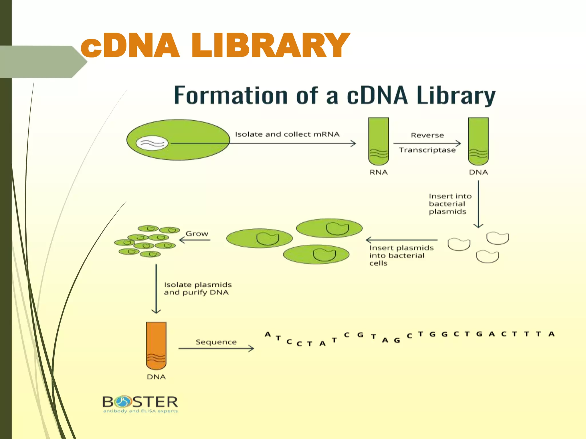 Principle and procedure for making Genomic library and cDNA library.pptx