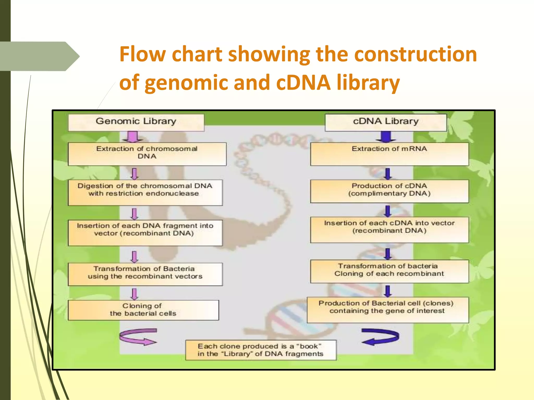 Principle and procedure for making Genomic library and cDNA library.pptx