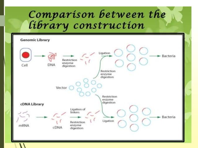 Principle and procedure for making Genomic library and cDNA library.pptx