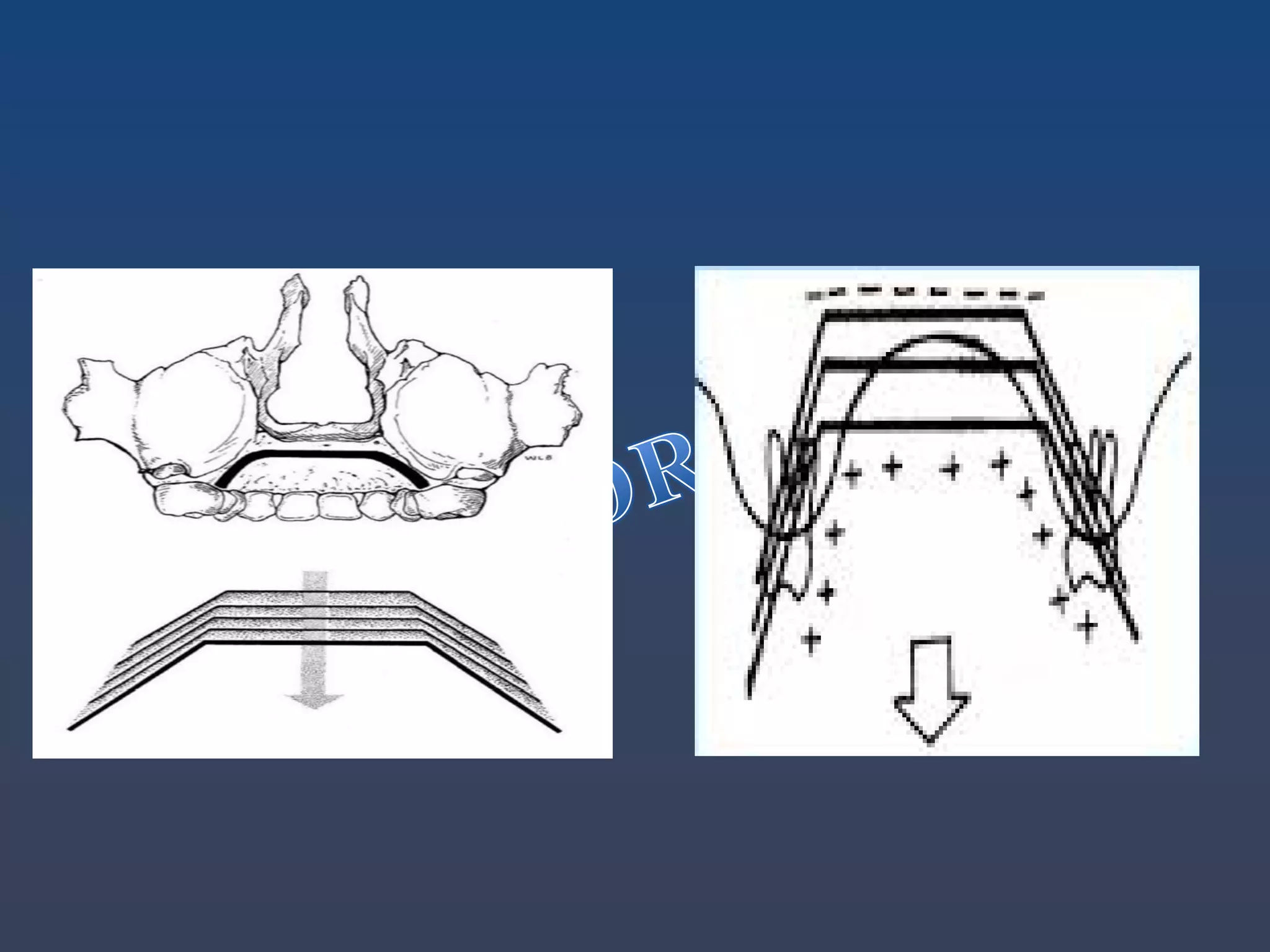 Principle and theories of craniofacial growth | PDF