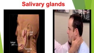 Salivary glands
 