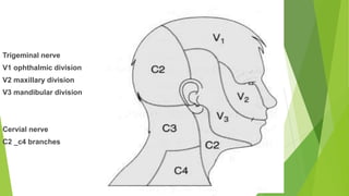 Trigeminal nerve
V1 ophthalmic division
V2 maxillary division
V3 mandibular division
Cervial nerve
C2 _c4 branches
 