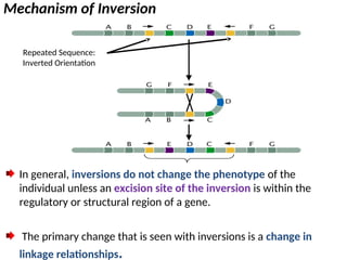 Principle of Animal GeneticsCHAPTER 4 & 5.ppt