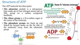Principle of bioenergetics & photobiology and photosynthesis | PPTX