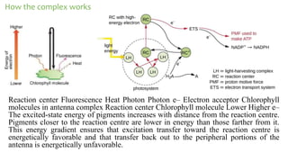 principle-of-bioenergetics-photobiology-and-photosynthesis-pptx