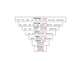 Principle of classification of living things | PPTX