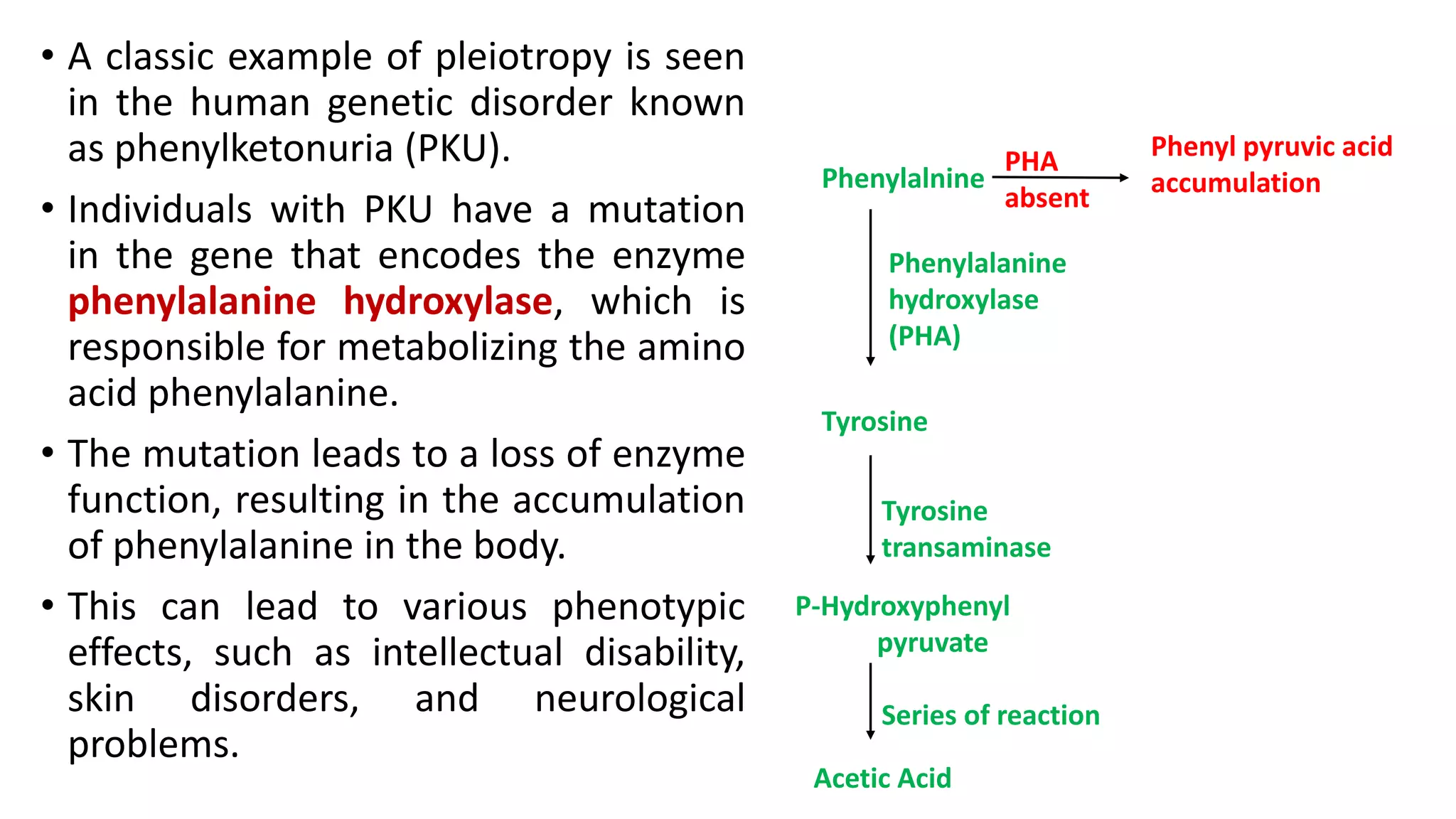 • A classic example of pleiotropy is seen
in the human genetic disorder known
as phenylketonuria (PKU).
• Individuals with PKU have a mutation
in the gene that encodes the enzyme
phenylalanine hydroxylase, which is
responsible for metabolizing the amino
acid phenylalanine.
• The mutation leads to a loss of enzyme
function, resulting in the accumulation
of phenylalanine in the body.
• This can lead to various phenotypic
effects, such as intellectual disability,
skin disorders, and neurological
problems.
Phenylalnine
Tyrosine
P-Hydroxyphenyl
pyruvate
Acetic Acid
Phenylalanine
hydroxylase
(PHA)
Tyrosine
transaminase
Series of reaction
Phenyl pyruvic acid
accumulation
PHA
absent
 
