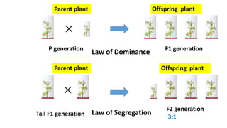 P generation F1 generation
Tall F1 generation
F2 generation
3:1
Parent plant
Parent plant
Offspring plant
Offspring plant
Law of Dominance
Law of Segregation
 