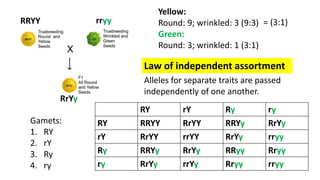 RRYY rryy
RrYy
RY rY Ry ry
RY RRYY RrYY RRYy RrYy
rY RrYY rrYY RrYy rryy
Ry RRYy RrYy RRyy Rryy
ry RrYy rrYy Rryy rryy
Yellow:
Round: 9; wrinkled: 3 (9:3)
Green:
Round: 3; wrinkled: 1 (3:1)
Law of independent assortment
Gamets:
1. RY
2. rY
3. Ry
4. ry
= (3:1)
Alleles for separate traits are passed
independently of one another.
 