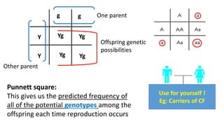 Punnett square:
This gives us the predicted frequency of
all of the potential genotypes among the
offspring each time reproduction occurs
Y
Y
g g One parent
Other parent
Yg
YgYg
Yg
Offspring genetic
possibilities
Use for yourself !
Eg: Carriers of CF
 
