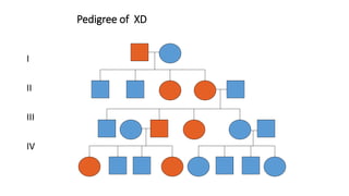 Pedigree of XD
I
II
III
IV
 
