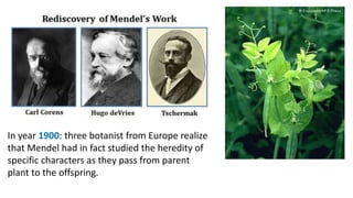 In year 1900: three botanist from Europe realize
that Mendel had in fact studied the heredity of
specific characters as they pass from parent
plant to the offspring.
 