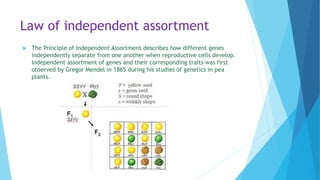 Law of independent assortment
 The Principle of Independent Assortment describes how different genes
independently separate from one another when reproductive cells develop.
Independent assortment of genes and their corresponding traits was first
observed by Gregor Mendel in 1865 during his studies of genetics in pea
plants.
 