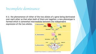 Incomplete dominance
It is the phenomenon of nither of the two alleles of a gene being dominated
over each other so that when both of them are togather, a new phenotype is
formed which is somewhat intermediate between the independent
expression of the two alleles.
 