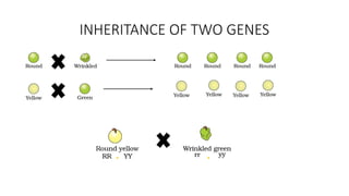Principle of inheritance Chapter 4 NCERT | PPTX