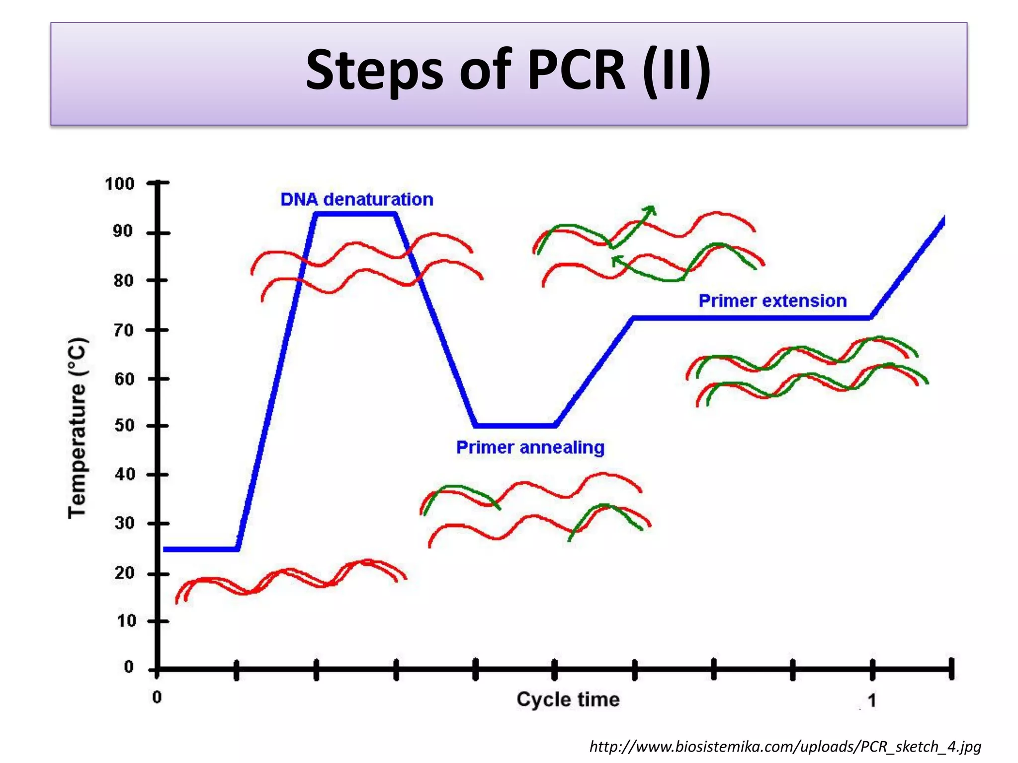 Steps of PCR (II) 
http://www.biosistemika.com/uploads/PCR_sketch_4.jpg  