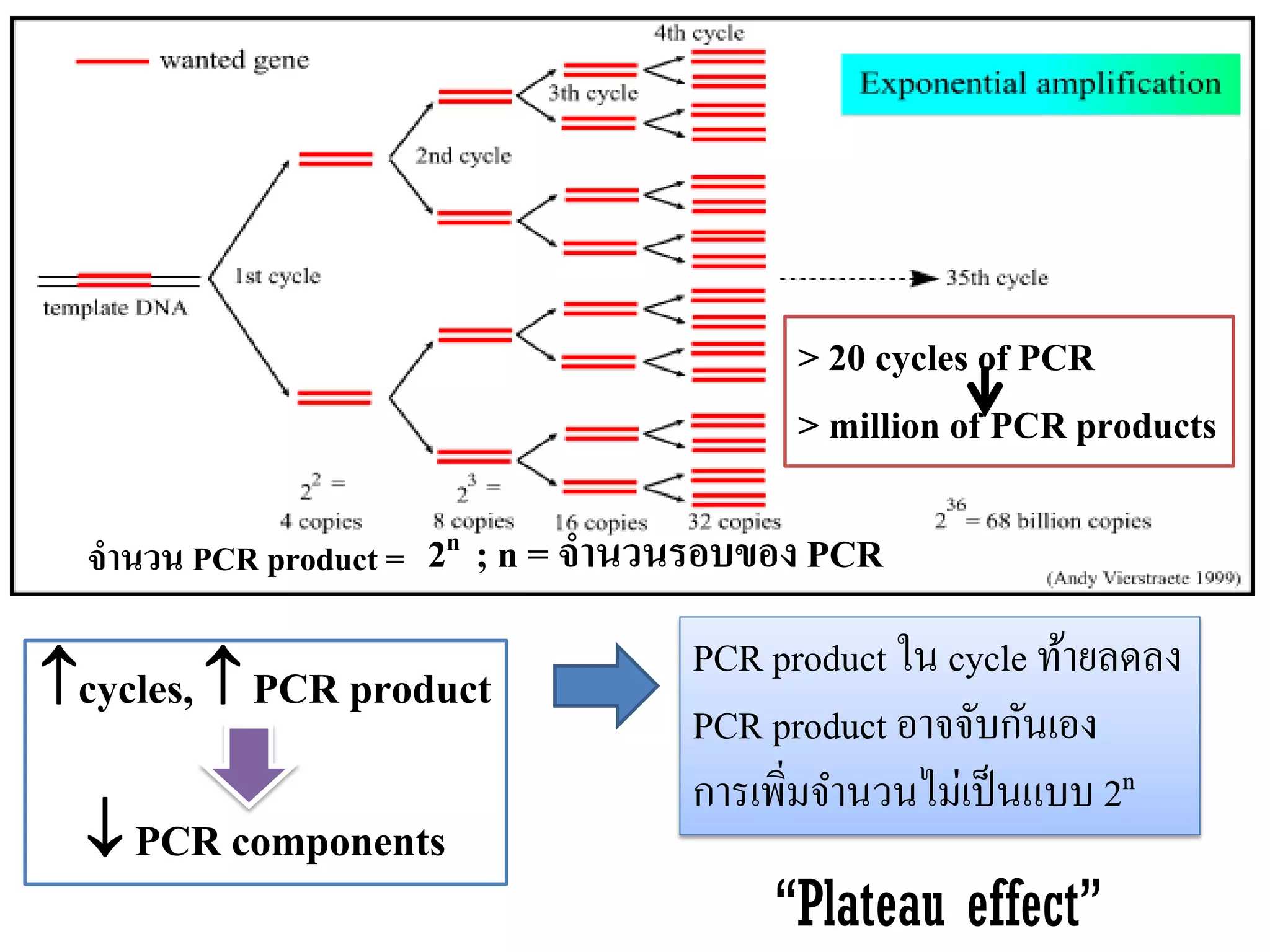 2n ; n = จำนวนรอบของ PCR 
จำนวน PCR product = 
> 20 cycles of PCR 
> million of PCR products 
cycles,  PCR product  PCR components 
PCR product ใน cycle ท้ายลดลง 
PCR product อาจจับกันเอง 
การเพิ่มจานวนไม่เป็นแบบ 2n 
“Plateau effect”  