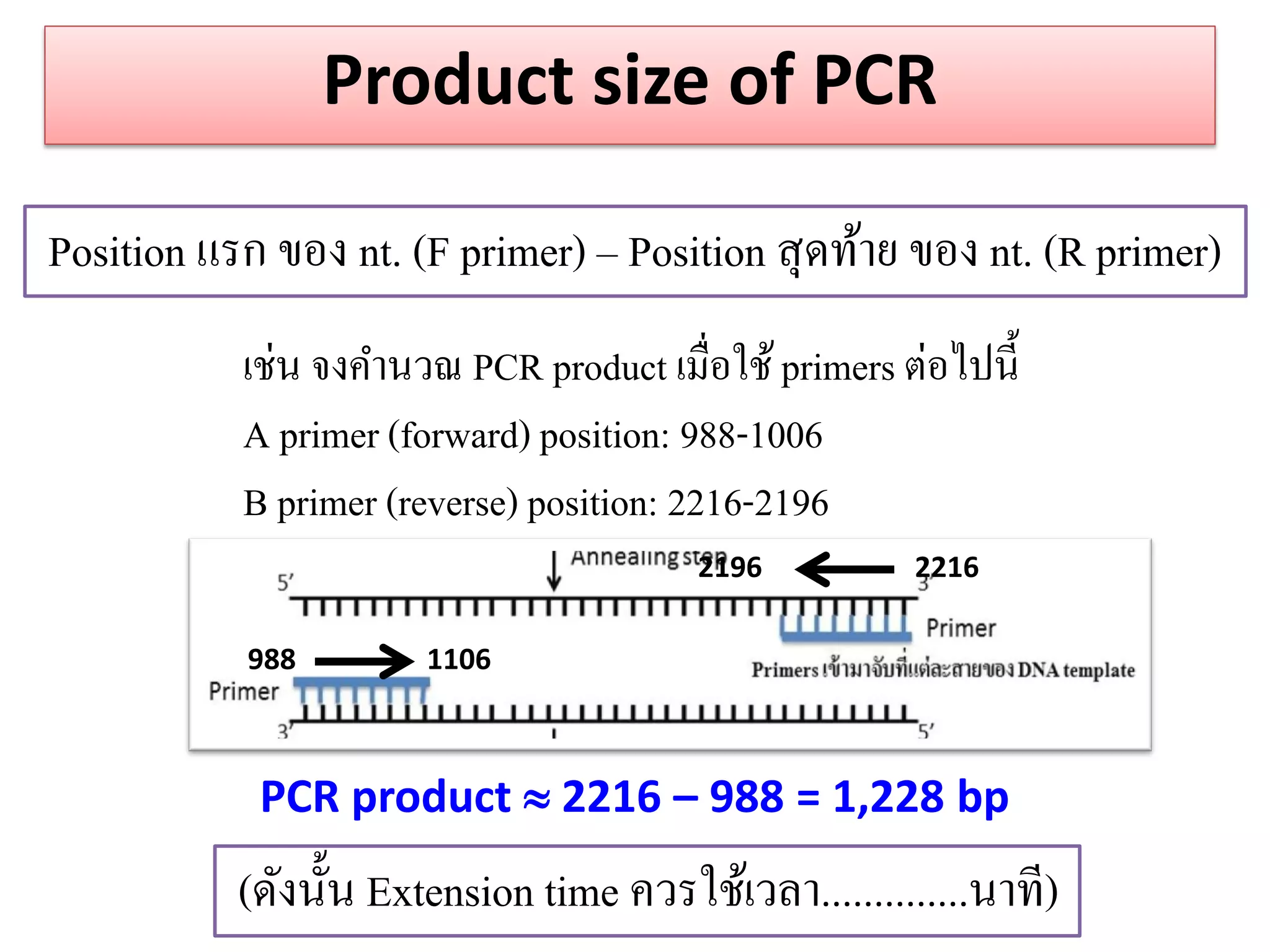 Product size of PCR 
Position แรก ของ nt. (F primer) – Position สุดท้าย ของ nt. (R primer) 
เช่น จงคานวณ PCR product เมื่อใช้ primers ต่อไปนี้ A primer (forward) position: 988-1006 B primer (reverse) position: 2216-2196 
988 1106 
2196 2216 
PCR product  2216 – 988 = 1,228 bp 
(ดังนั้น Extension time ควรใช้เวลา..............นาที)  