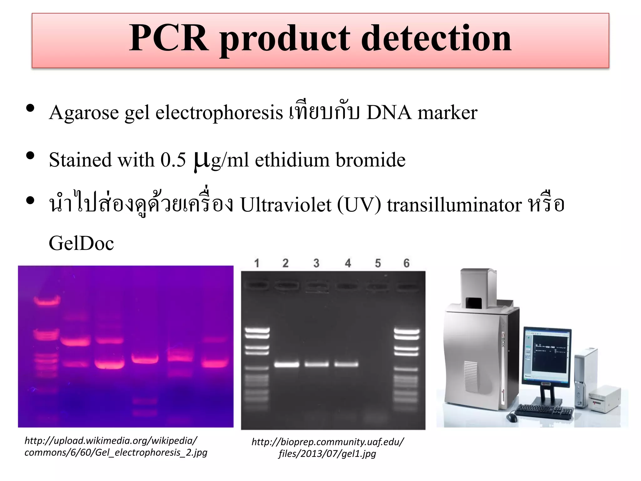 PCR product detection 
•Agarose gel electrophoresis เทียบกับ DNA marker 
•Stained with 0.5 g/ml ethidium bromide •นาไปส่องดูด้วยเครื่อง Ultraviolet (UV) transilluminator หรือ GelDoc 
http://upload.wikimedia.org/wikipedia/ 
commons/6/60/Gel_electrophoresis_2.jpg 
http://bioprep.community.uaf.edu/ files/2013/07/gel1.jpg  