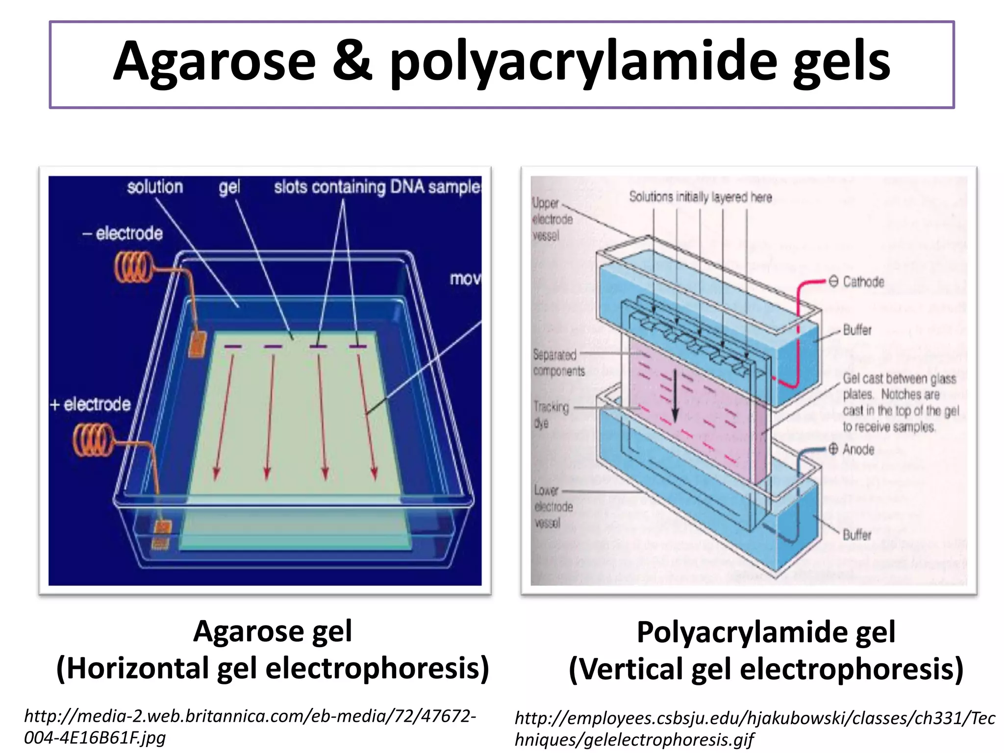 Agarose & polyacrylamide gels 
Polyacrylamide gel (Vertical gel electrophoresis) 
http://employees.csbsju.edu/hjakubowski/classes/ch331/Techniques/gelelectrophoresis.gif 
Agarose gel (Horizontal gel electrophoresis) 
http://media-2.web.britannica.com/eb-media/72/47672- 004-4E16B61F.jpg  