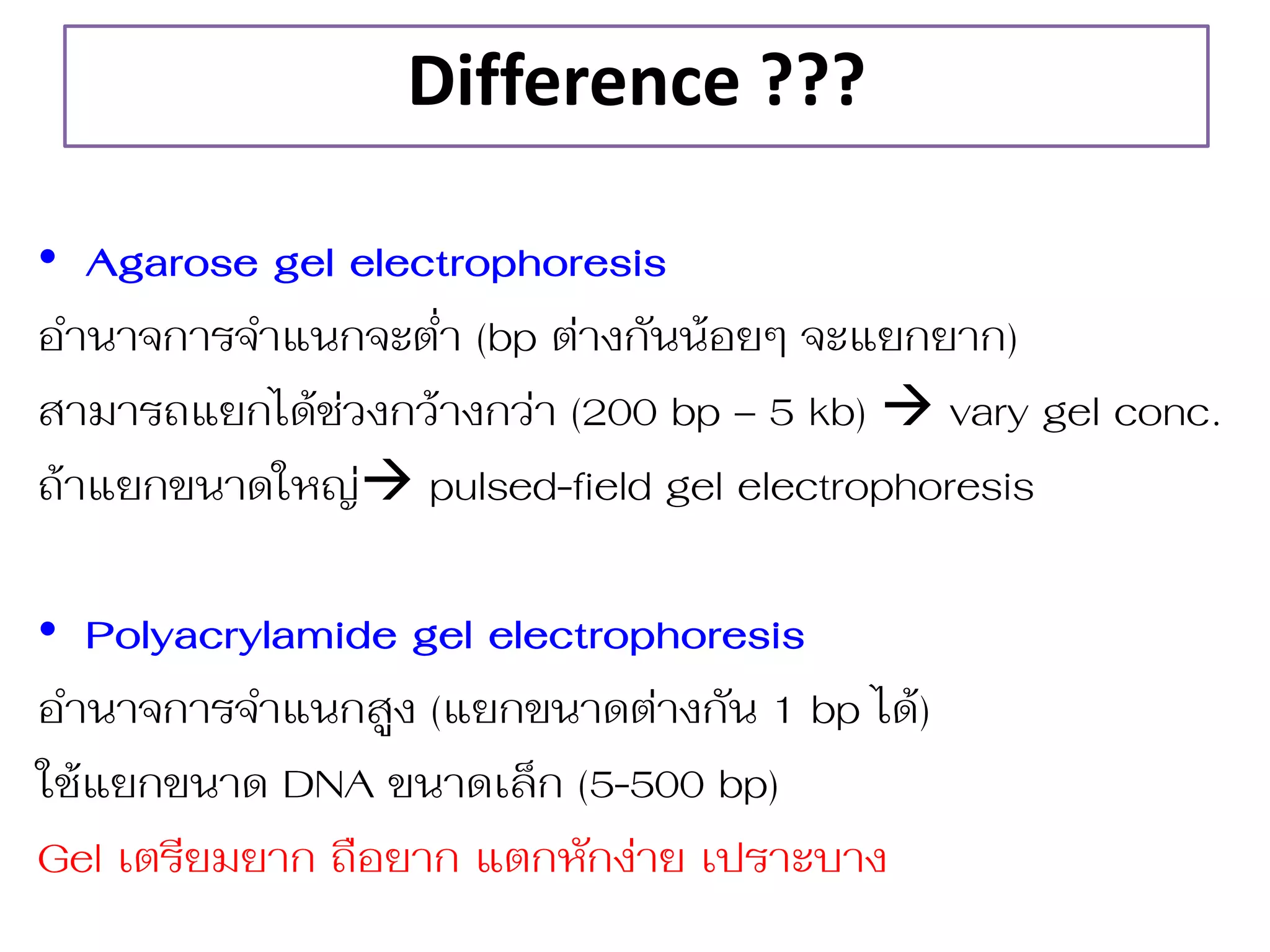 Difference ??? 
•Agarose gel electrophoresis 
อ่ำนำจกำรจ่ำแนกจะต่ำ (bp ต่ำงกันน้อยๆ จะแยกยำก) 
สำมำรถแยกได้ช่วงกว้ำงกว่ำ (200 bp – 5 kb)  vary gel conc. 
ถ้ำแยกขนำดใหญ่ pulsed-field gel electrophoresis 
•Polyacrylamide gel electrophoresis 
อ่ำนำจกำรจ่ำแนกสูง (แยกขนำดต่ำงกัน 1 bp ได้) 
ใช้แยกขนำด DNA ขนำดเล็ก (5-500 bp) 
Gel เตรียมยำก ถือยำก แตกหักง่ำย เปรำะบำง 
 