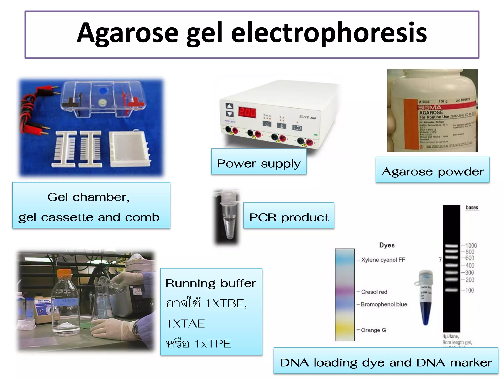 Agarose gel electrophoresis 
Running buffer 
อำจใช้ 1XTBE, 
1XTAE 
หรือ 1xTPE 
Gel chamber, gel cassette and comb 
Power supply 
Agarose powder 
PCR product 
DNA loading dye and DNA marker  