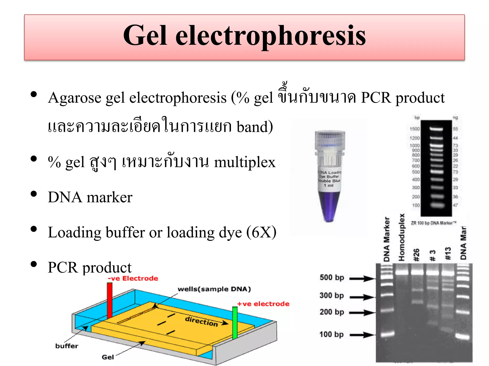 Gel electrophoresis 
•Agarose gel electrophoresis (% gel ขึ้นกับขนาด PCR product และความละเอียดในการแยก band) 
•% gel สูงๆ เหมาะกับงาน multiplex 
•DNA marker 
•Loading buffer or loading dye (6X) 
•PCR product  
