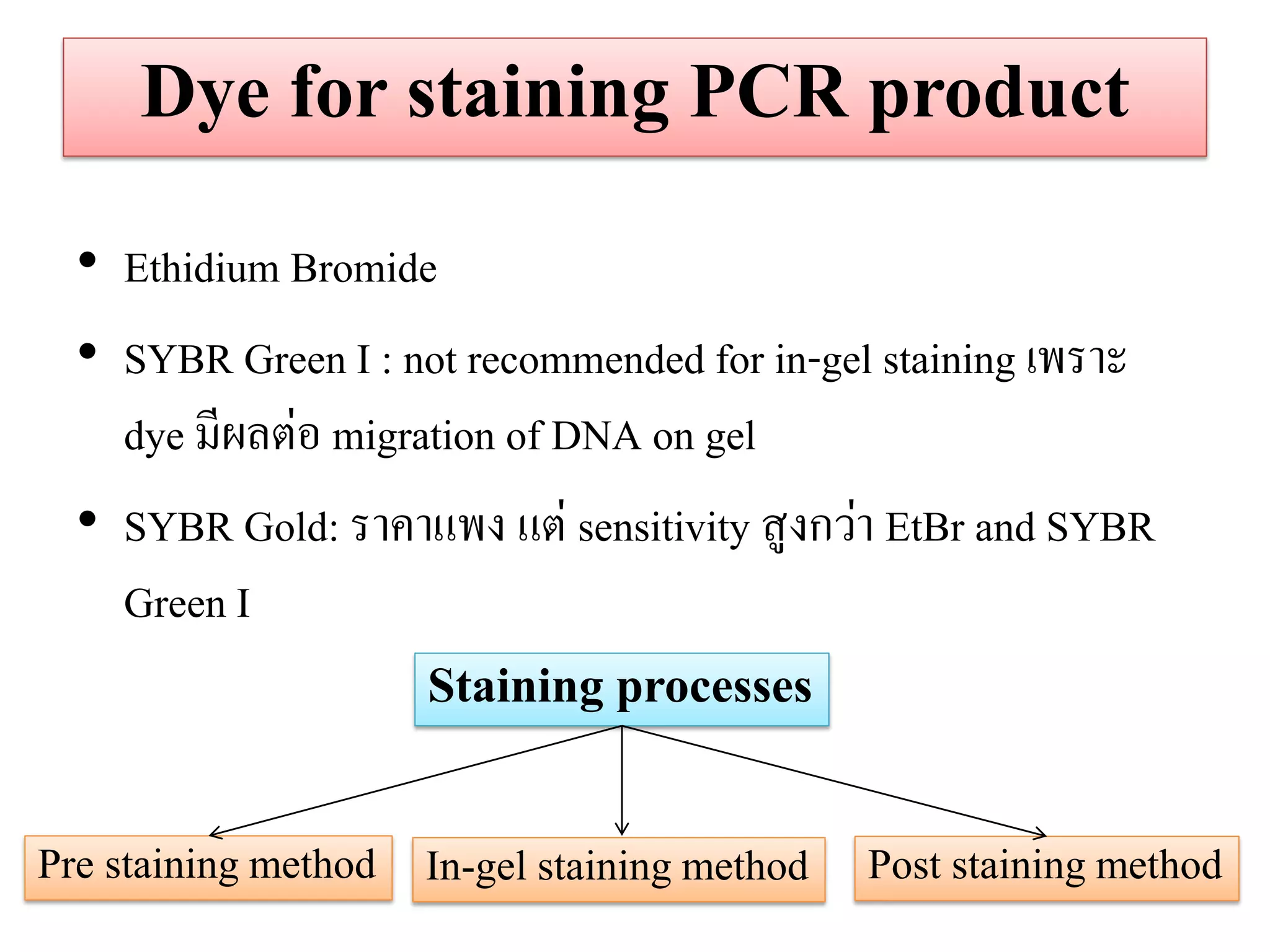 Dye for staining PCR product 
•Ethidium Bromide 
•SYBR Green I : not recommended for in-gel staining เพราะ dye มีผลต่อ migration of DNA on gel •SYBR Gold: ราคาแพง แต่ sensitivity สูงกว่า EtBr and SYBR Green I 
Staining processes 
Pre staining method 
Post staining method 
In-gel staining method  