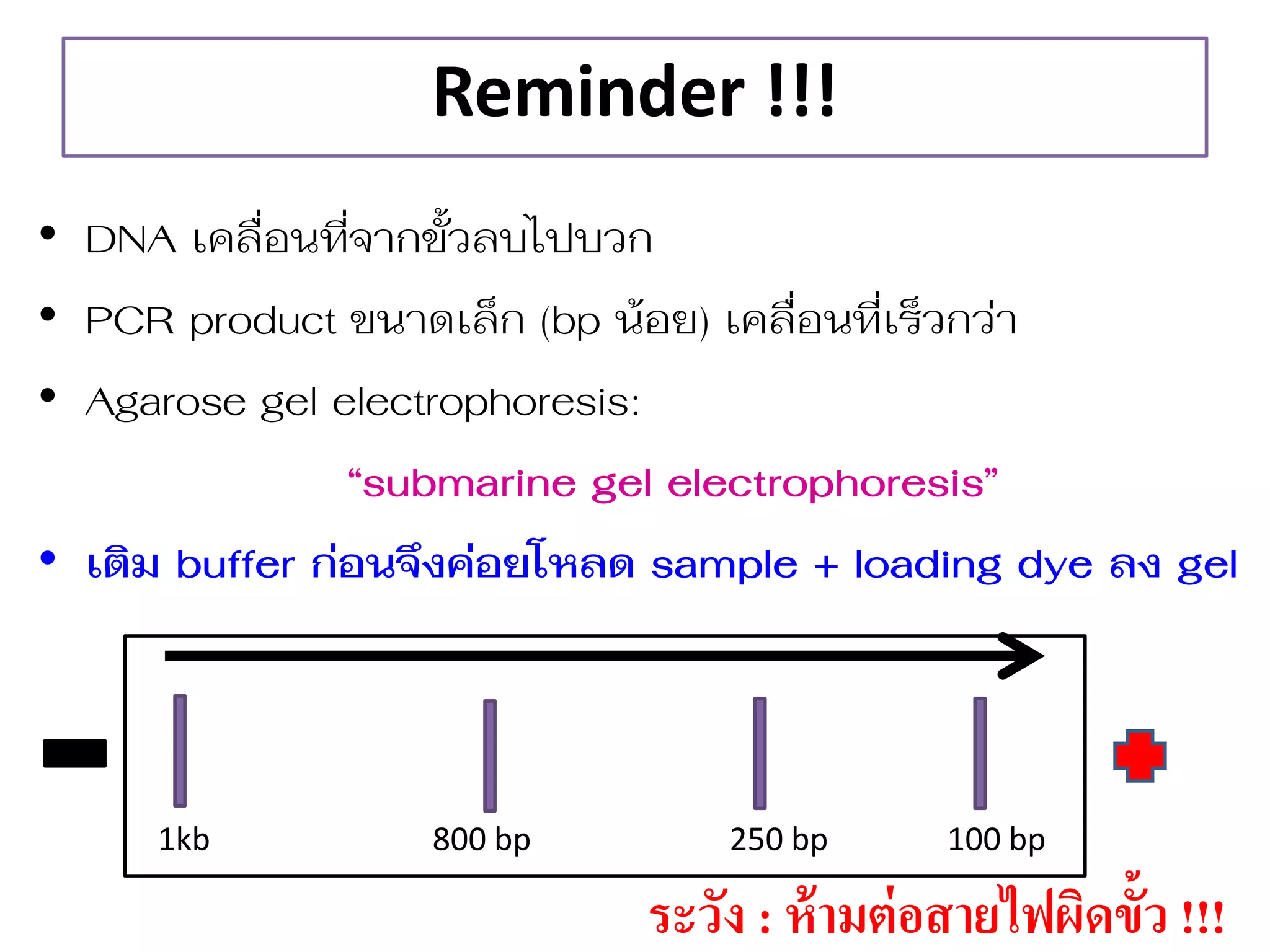 Reminder !!! 
•DNA เคลื อนที จำกขั้วลบไปบวก 
•PCR product ขนำดเล็ก (bp น้อย) เคลื อนที เร็วกว่ำ 
•Agarose gel electrophoresis: 
“submarine gel electrophoresis” 
•เติม buffer ก่อนจึงค่อยโหลด sample + loading dye ลง gel 
ระวัง : ห้ำมต่อสำยไฟผิดขั้ว !!! 
1kb 800 bp 250 bp 100 bp  