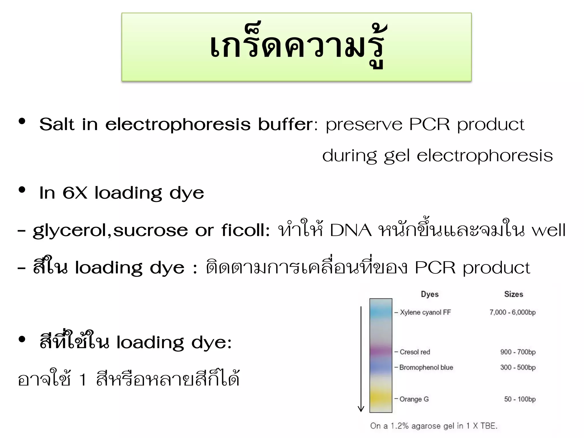 เกร็ดความรู้ 
•Salt in electrophoresis buffer: preserve PCR product during gel electrophoresis 
•In 6X loading dye 
- glycerol,sucrose or ficoll: ท่ำให้ DNA หนักขึ้นและจมใน well 
- สีใน loading dye : ติดตำมกำรเคลื อนที ของ PCR product 
•สีที่ใช้ใน loading dye: 
อำจใช้ 1 สีหรือหลำยสีก็ได้  