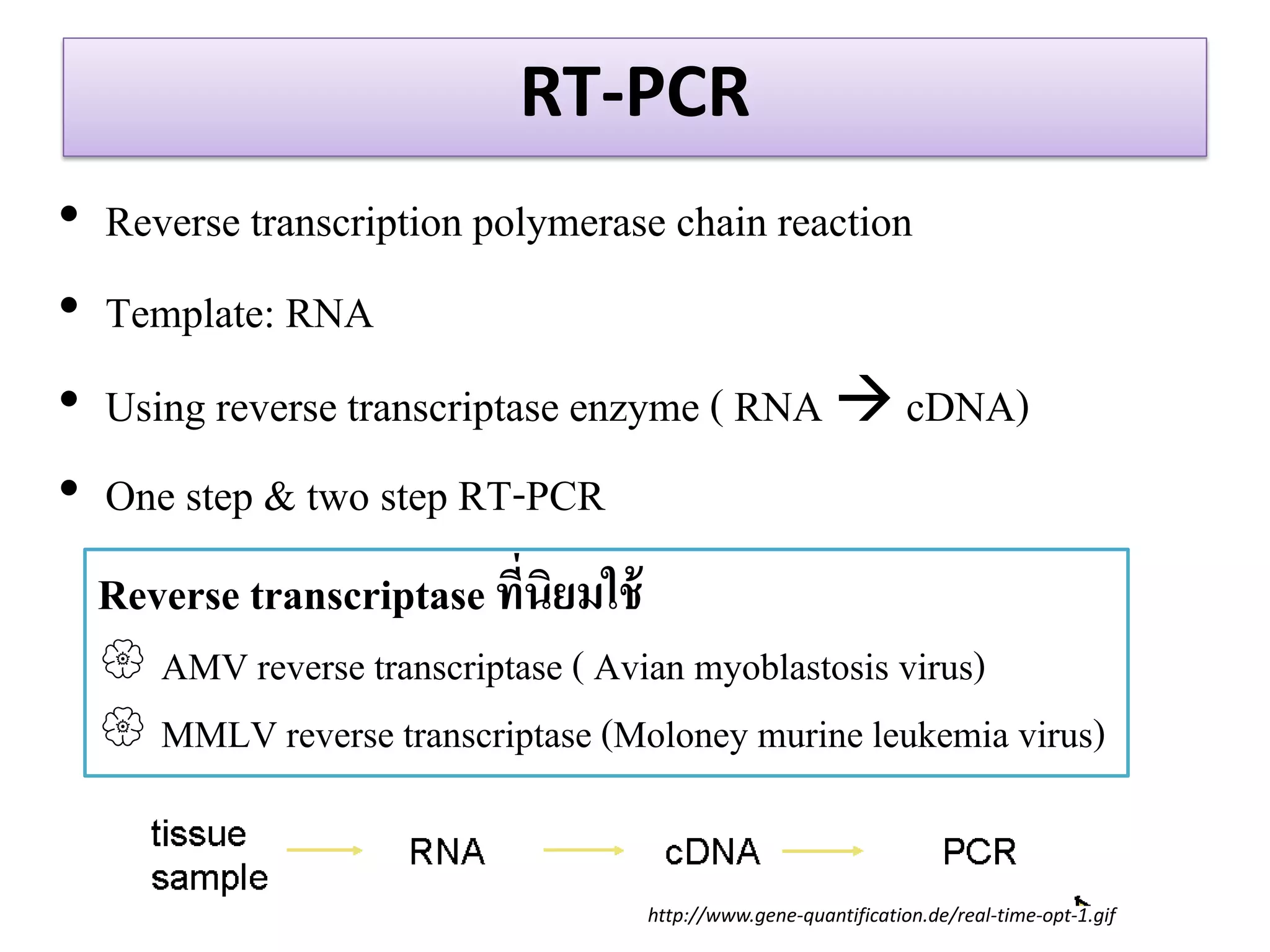RT-PCR 
•Reverse transcription polymerase chain reaction 
•Template: RNA 
•Using reverse transcriptase enzyme ( RNA  cDNA) 
•One step & two step RT-PCR 
Reverse transcriptase ที่นิยมใช้ 
AMV reverse transcriptase ( Avian myoblastosis virus) 
MMLV reverse transcriptase (Moloney murine leukemia virus) 
http://www.gene-quantification.de/real-time-opt-1.gif  